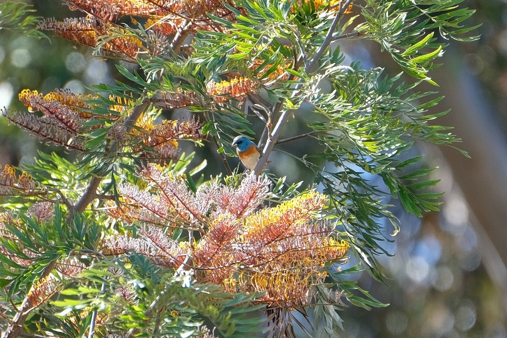 Passerina amoena (Lazuli Bunting), California species