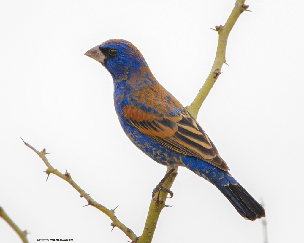 Passerina caerulea (Blue Grosbeak), California species