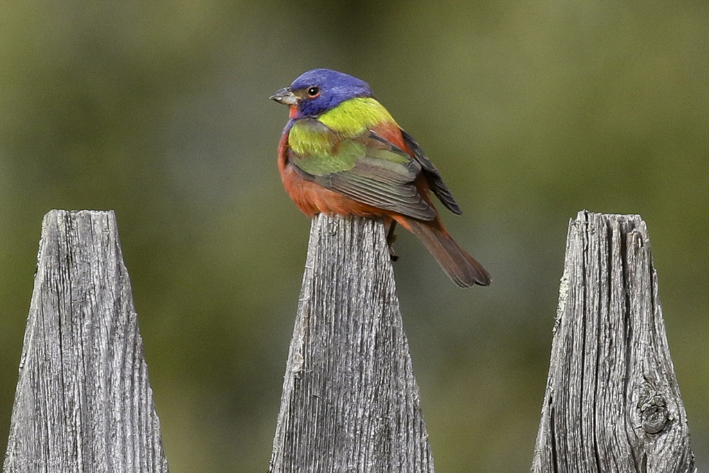 Passerina ciris (Painted Bunting), California species