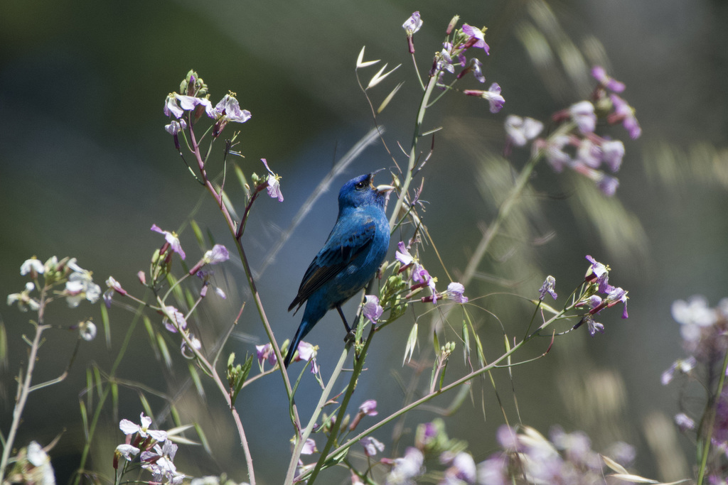Passerina cyanea (Indigo Bunting), California species