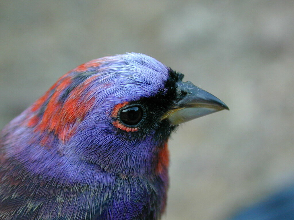 Passerina versicolor (Varied Bunting), California species