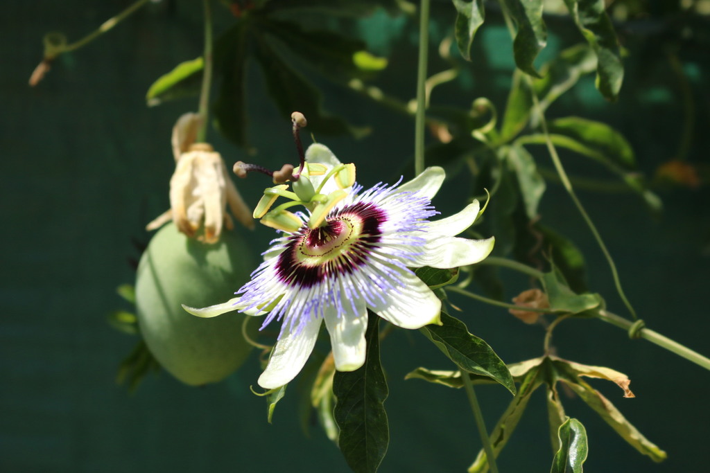 Passiflora caerulea (Blue passion flower), non-native California vine