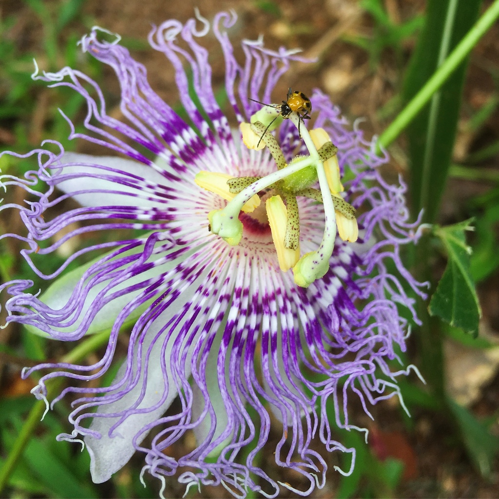 Passiflora sp. (Passion flower), non-native California annual