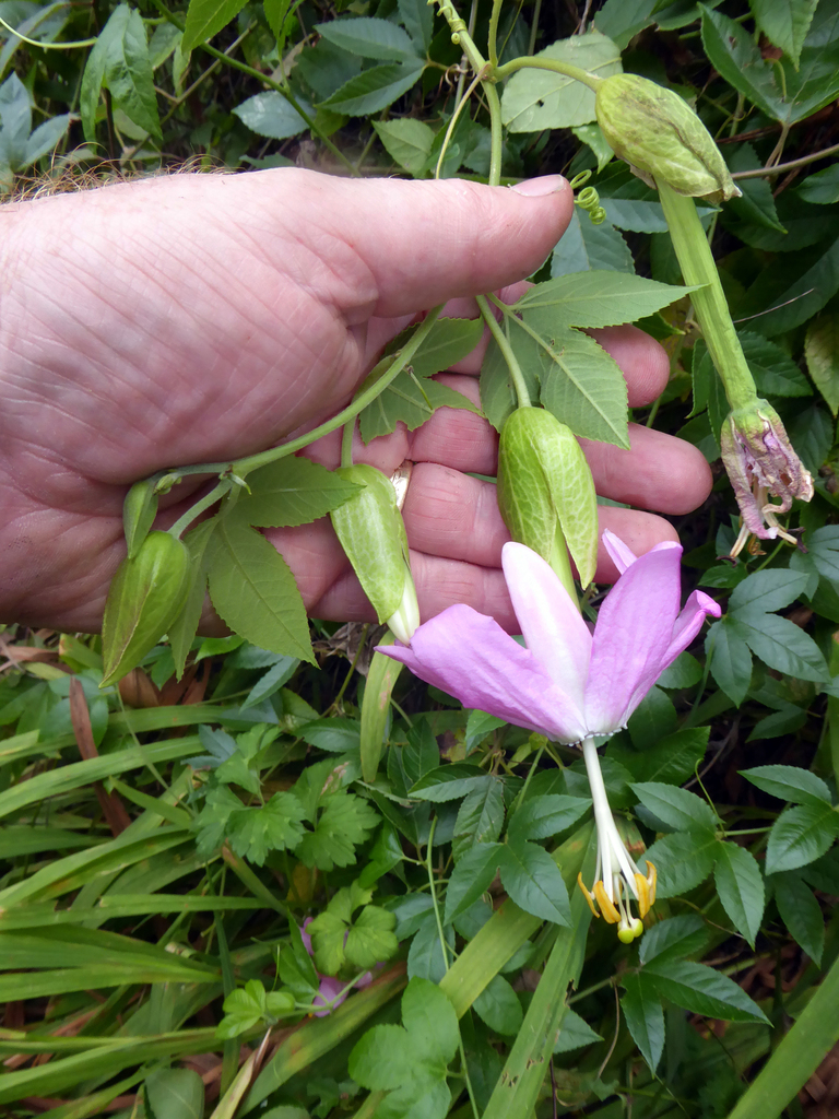 Passiflora tarminiana (Banana passion fruit), non-native California vine