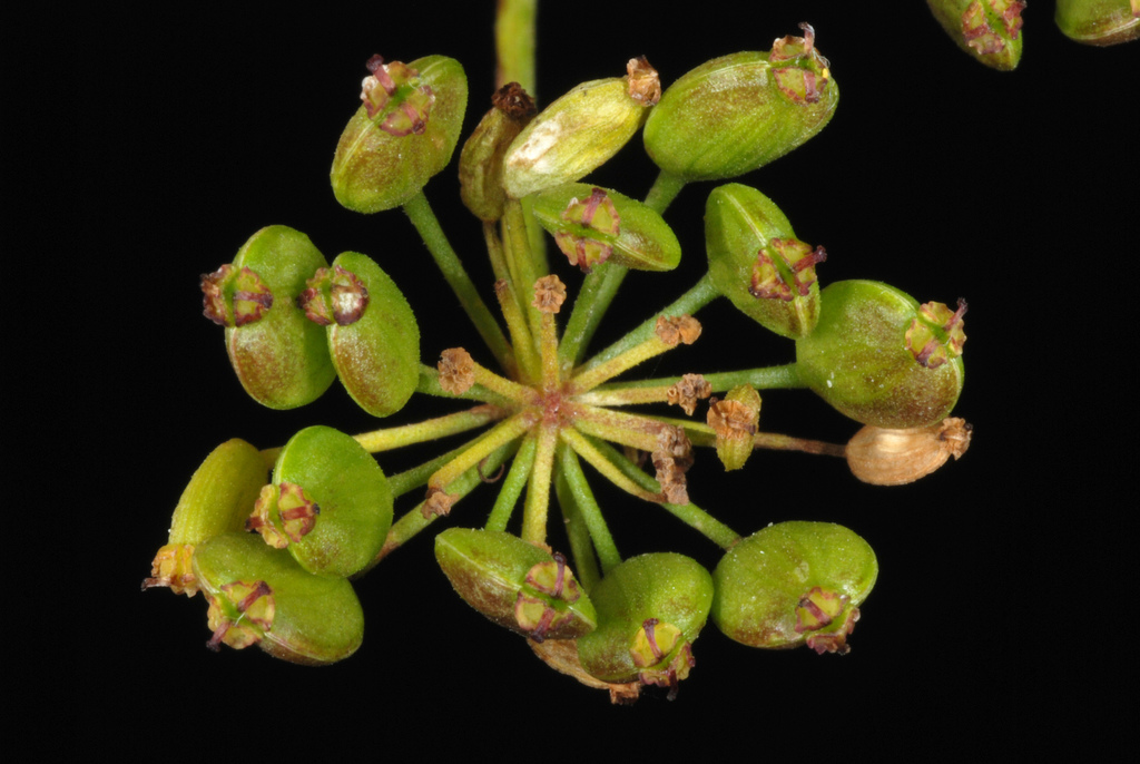 Pastinaca sativa (Garden parsnip), non-native California herb