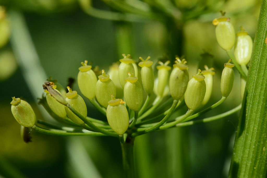 Pastinaca sp. (Parsnip), non-native California perennial
