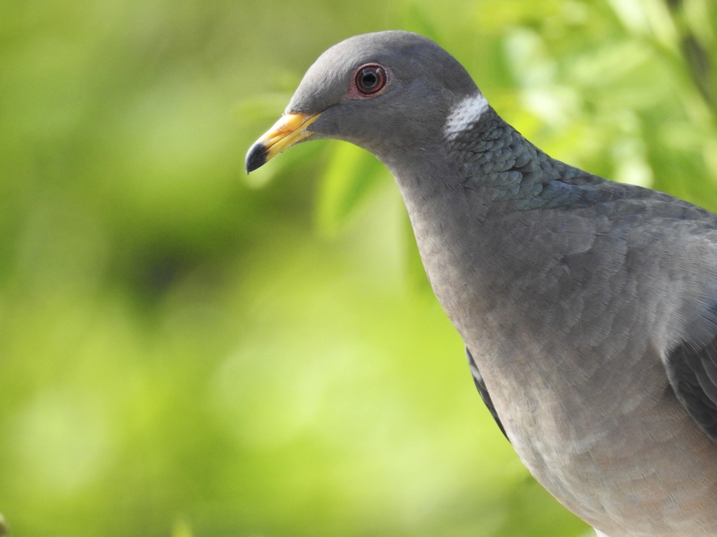 Patagioenas fasciata (Band-tailed Pigeon), California species