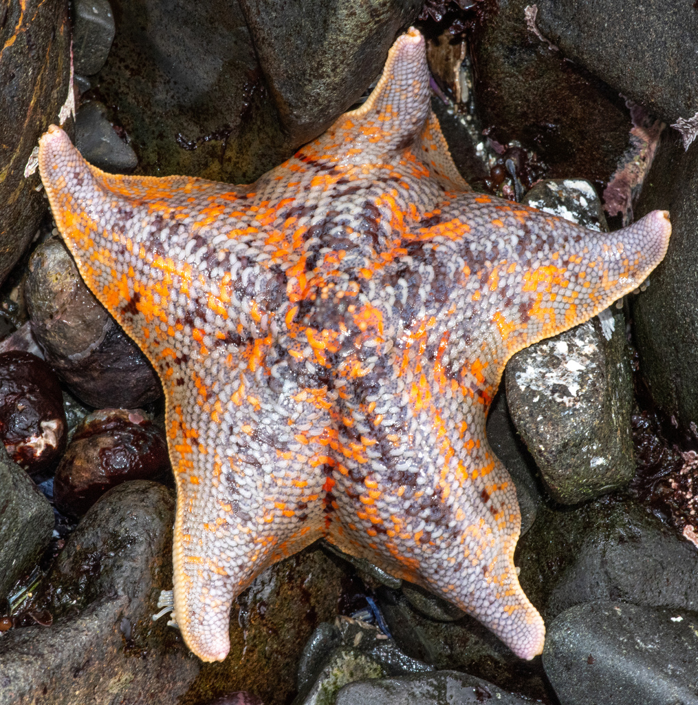 Patiria miniata (Bat Star), California species