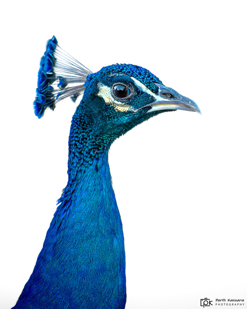 Pavo cristatus (Indian Peafowl), California species