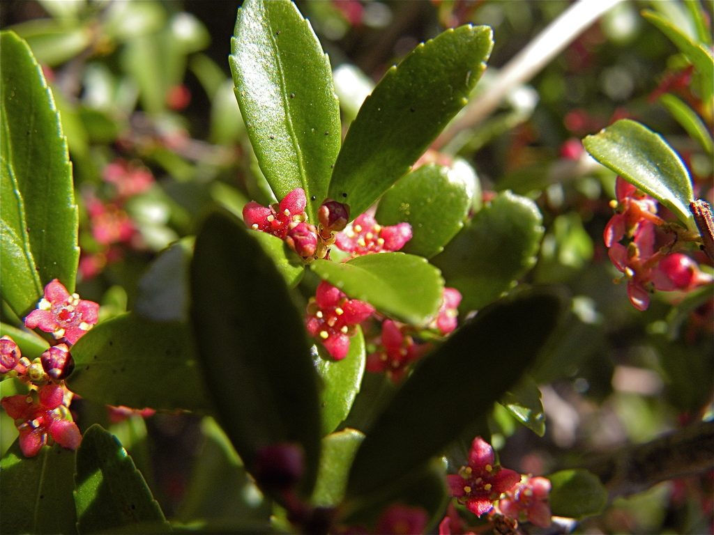 Paxistima myrsinites (Oregon boxwood), native California shrub
