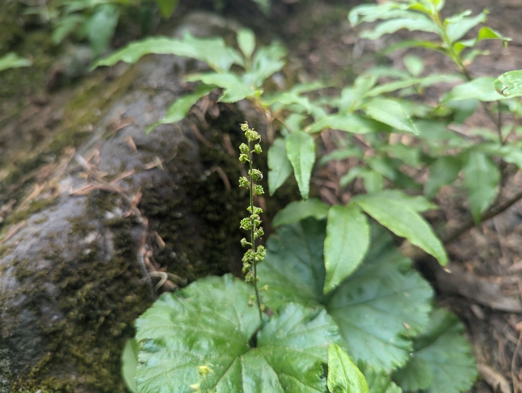 Pectiantia breweri (Brewer's miterwort), native California herb