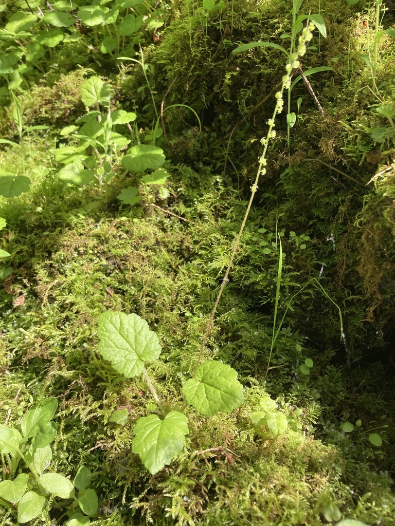 Pectiantia ovalis (Coastal miterwort), native California herb