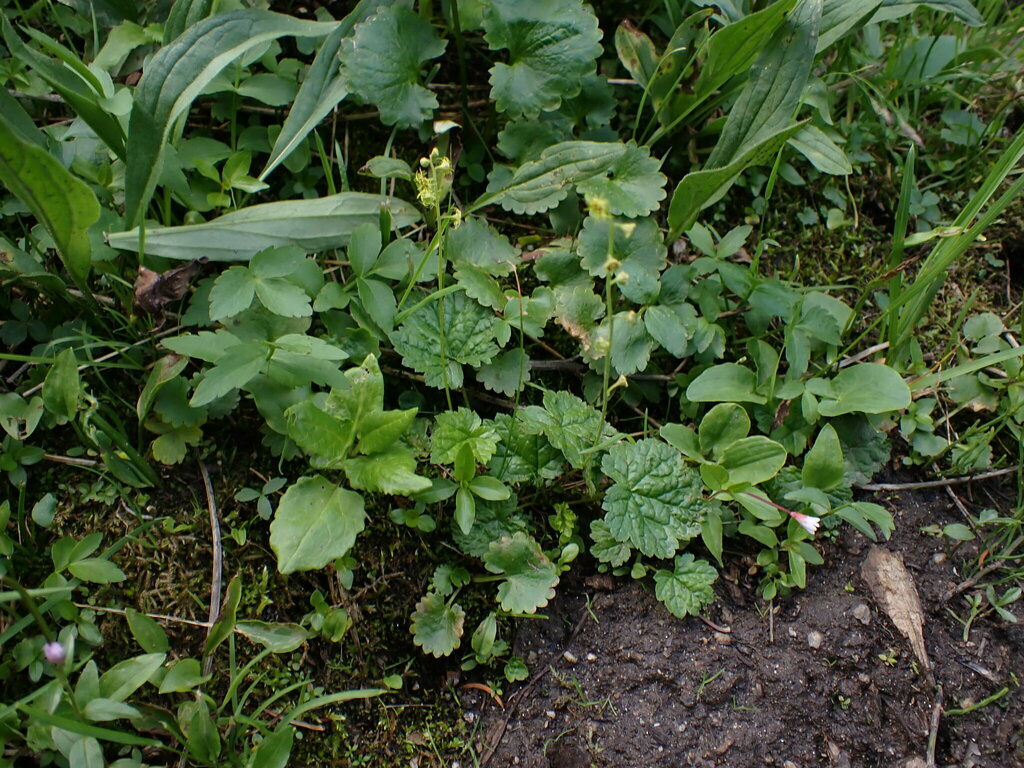 Pectiantia pentandra (Alpine mitrewort), native California herb
