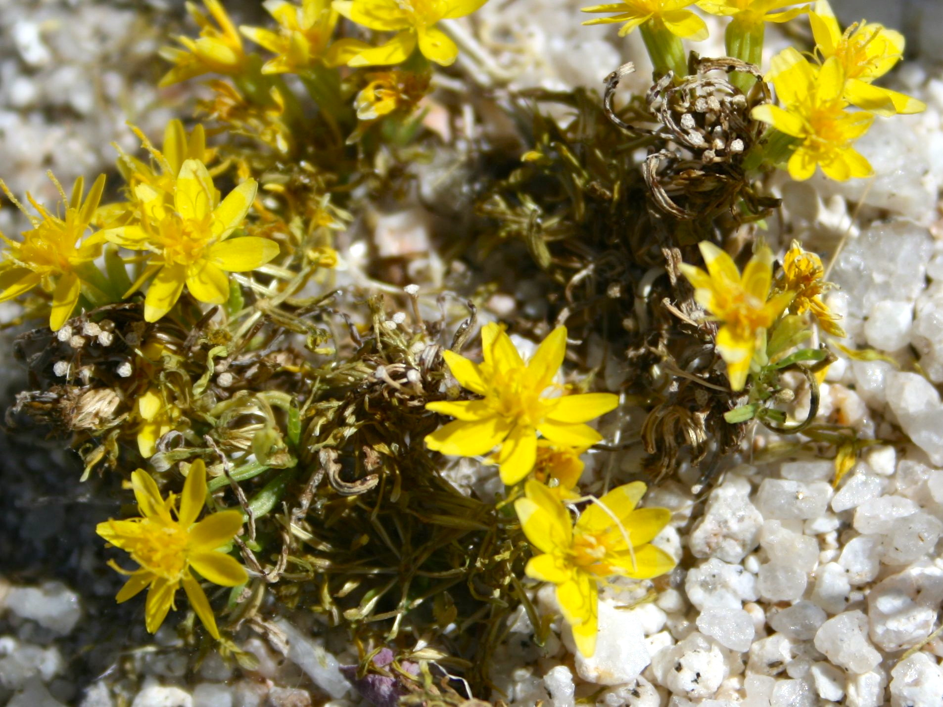 Pectis papposa var. papposa (Common chinch-weed), native California herb