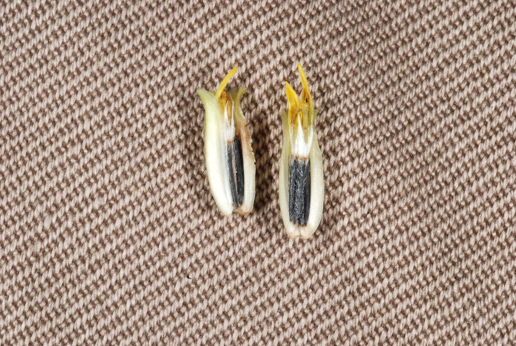 Pectis sp. (Chinch-weed), native California perennial