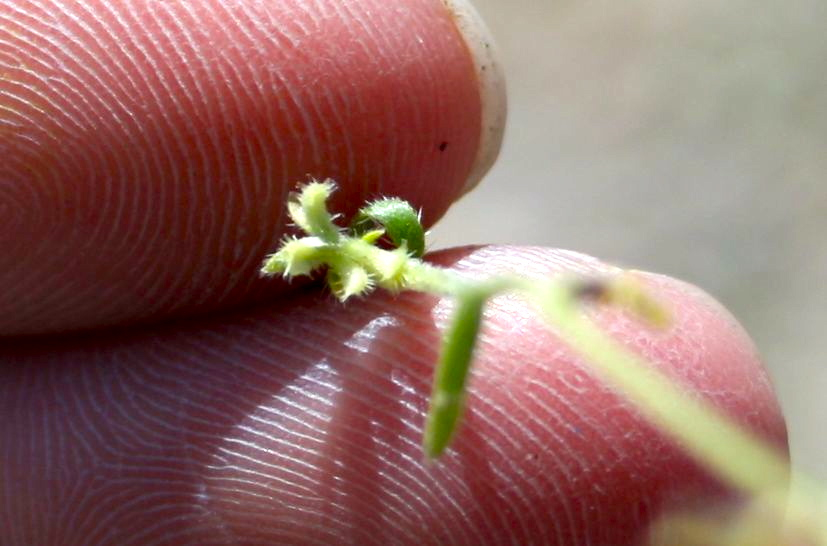 Pectocarya heterocarpa (Mixed-nut pectocarya), native California herb