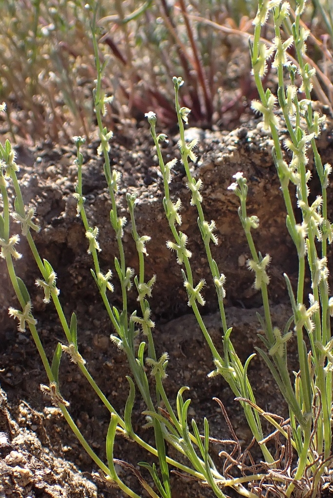 Pectocarya linearis subsp. ferocula (Narrow-toothed pectocarya), native California herb