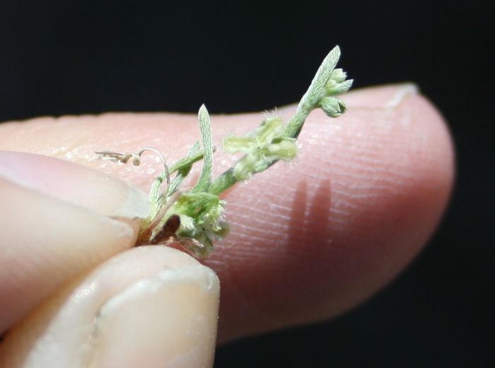Pectocarya penicillata (Northern pectocarya), native California herb