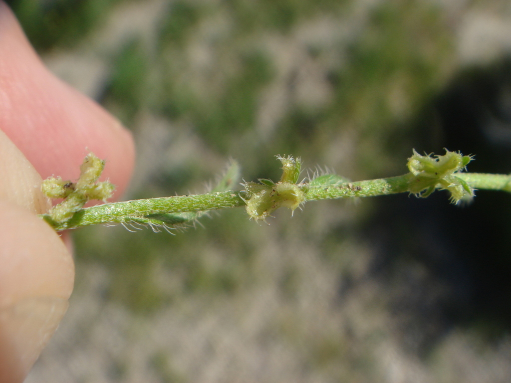Pectocarya peninsularis (Baja pectocarya), native California herb