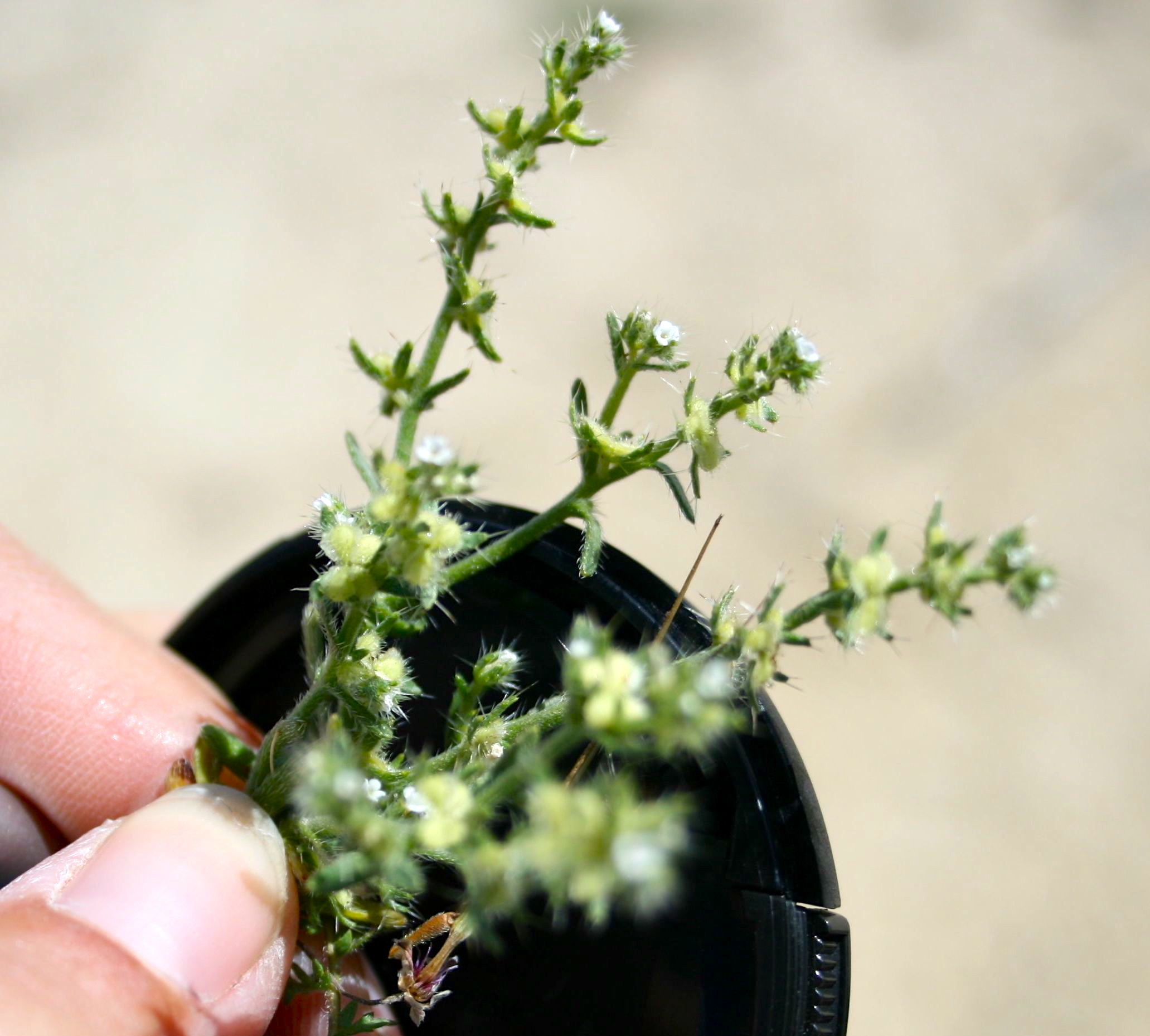 Pectocarya setosa (Round-nut pectocarya), native California herb