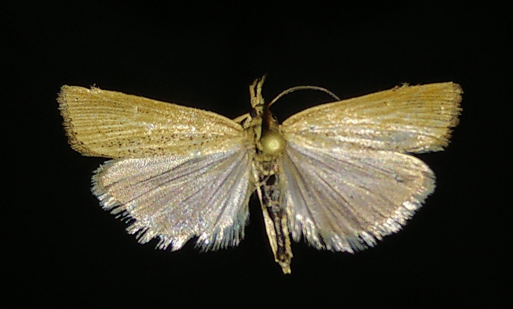 Pediasia dorsipunctellus, California species