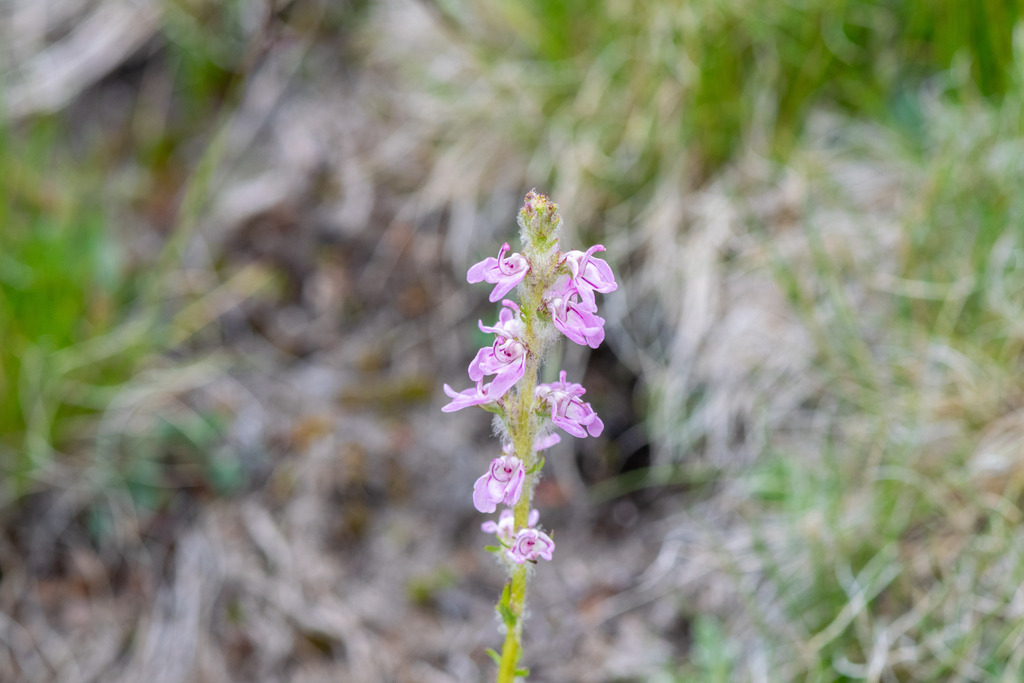Pedicularis attollens (Little elephant's head), native California herb