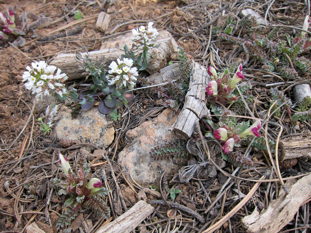 Pedicularis centranthera (Great basin lousewort), native California herb
