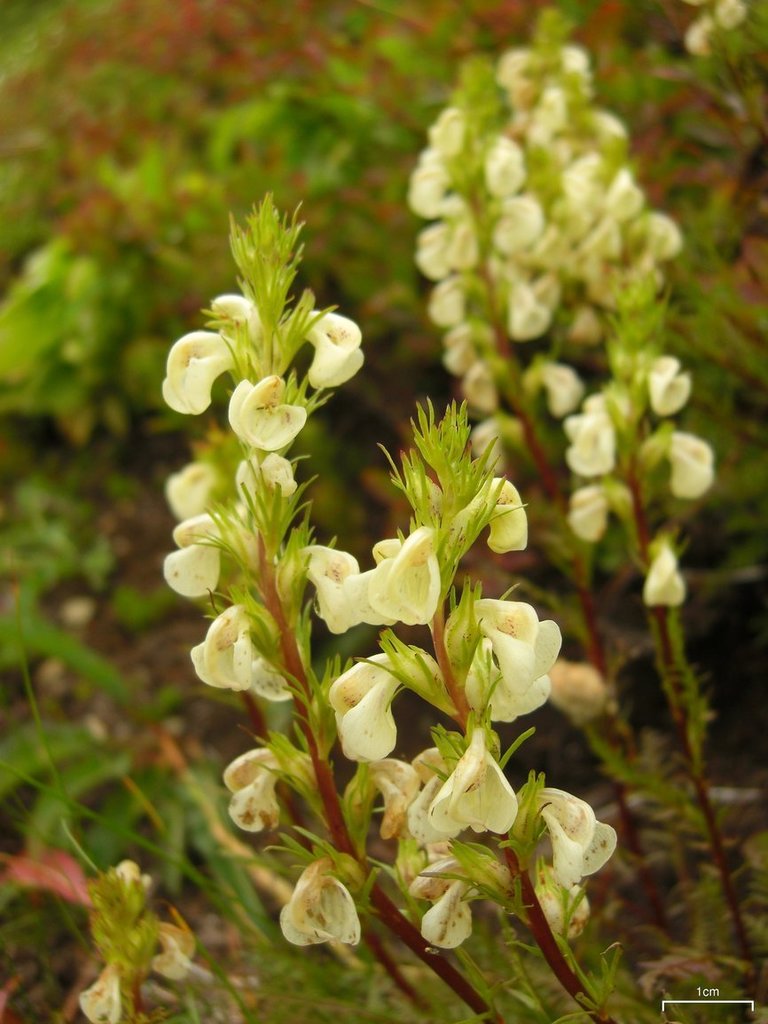 Pedicularis contorta (Curved-beak lousewort), native California herb