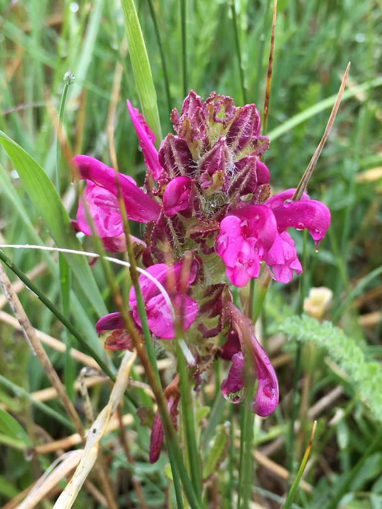 Pedicularis crenulata (Scalloped-leaved lousewort), native California herb