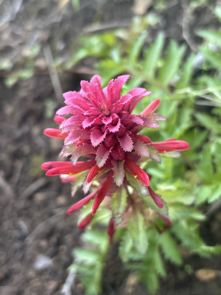 Pedicularis densiflora (Warrior's plume), native California herb