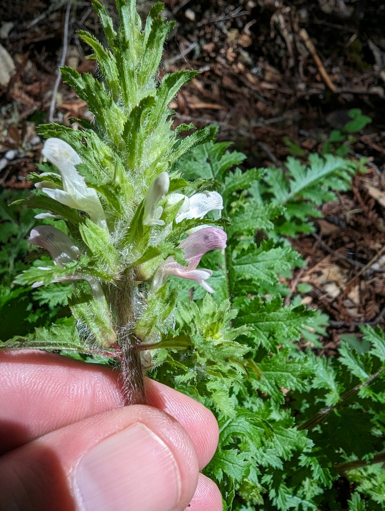 Pedicularis dudleyi (Dudley's lousewort), native California herb
