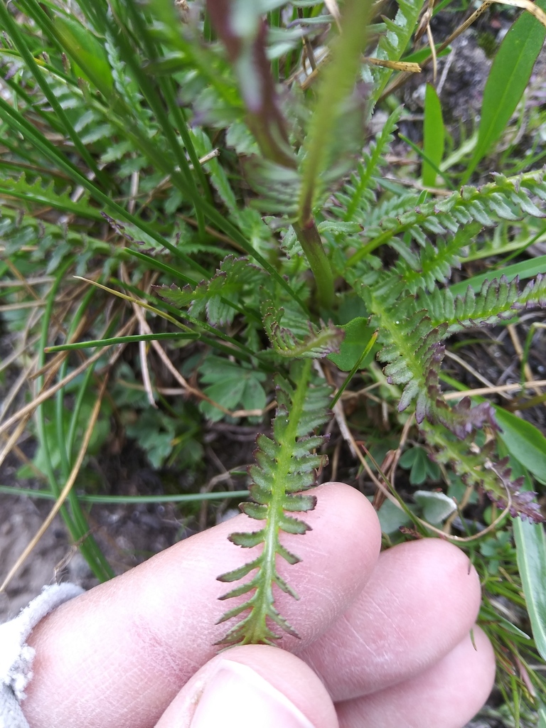 Pedicularis groenlandica (Elephant's head), native California herb