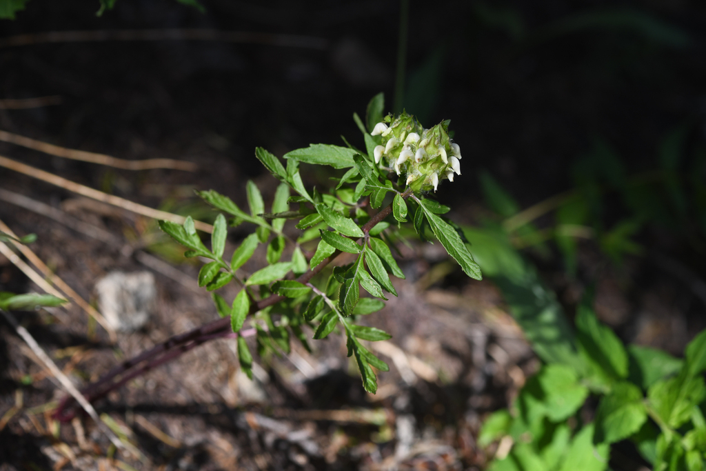 Pedicularis howellii (Howell's lousewort), native California herb