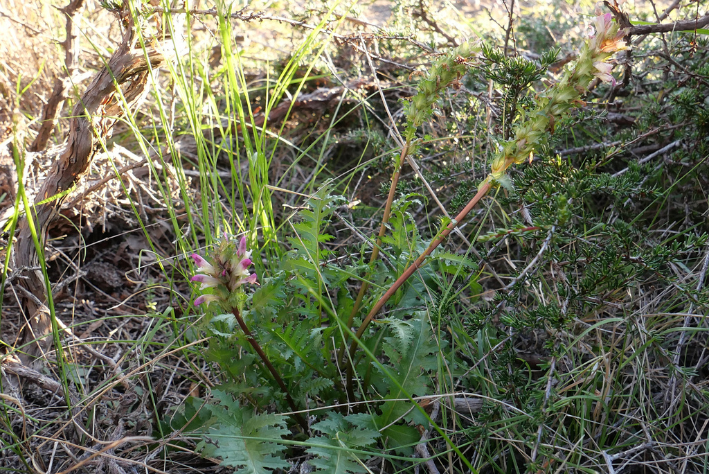 Pedicularis rigginsiae (Arroyo de la cruz lousewort), native California perennial