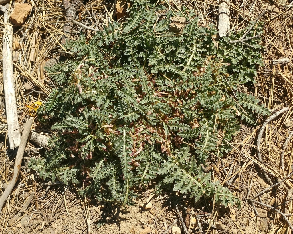 Pedicularis semibarbata (Bearded lousewort), native California herb