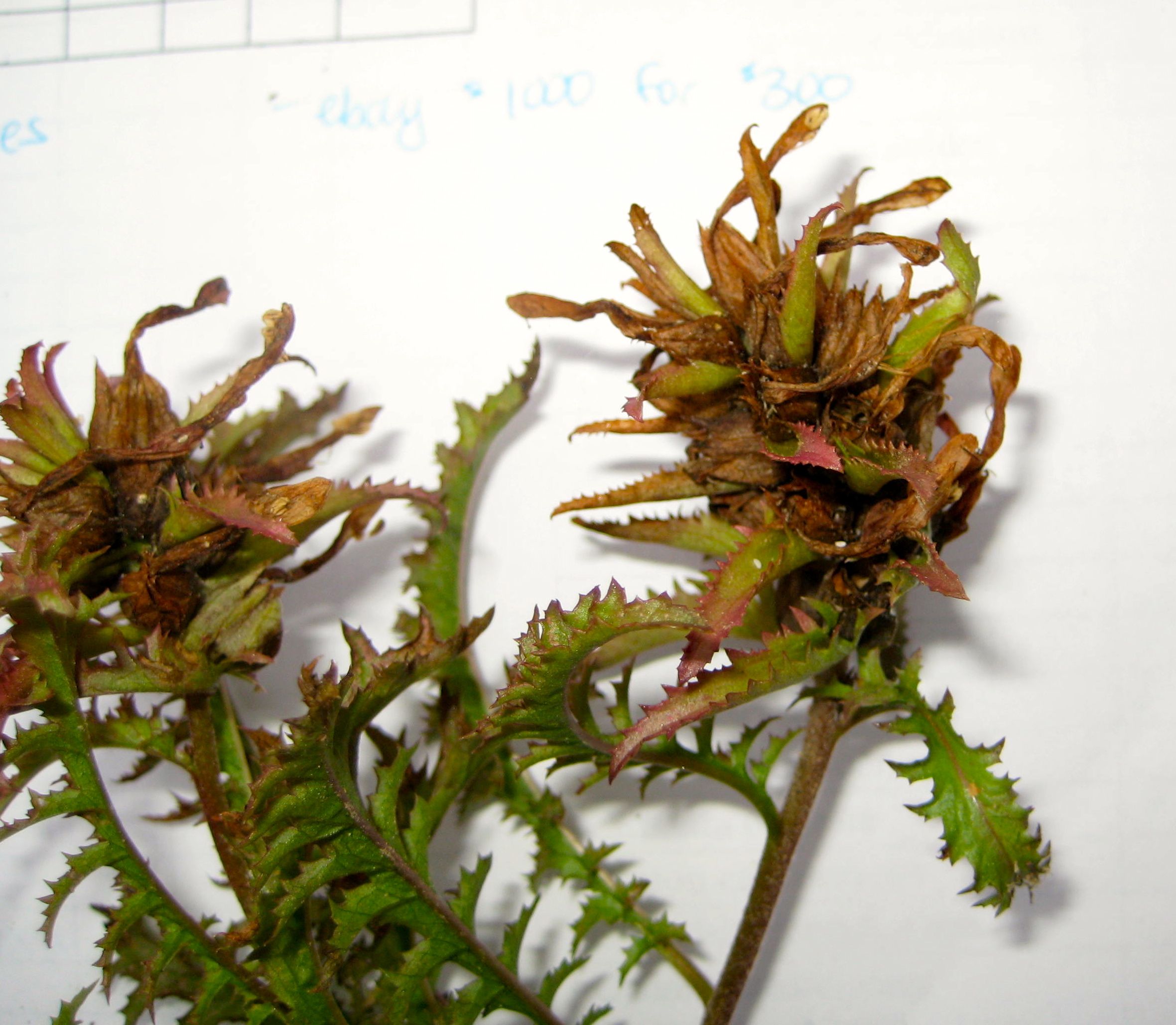 Pedicularis sp. (Lousewort), non-native California perennial