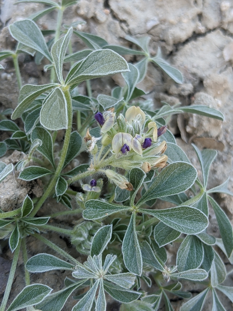 Pediomelum californicum (California indian breadroot), native California herb