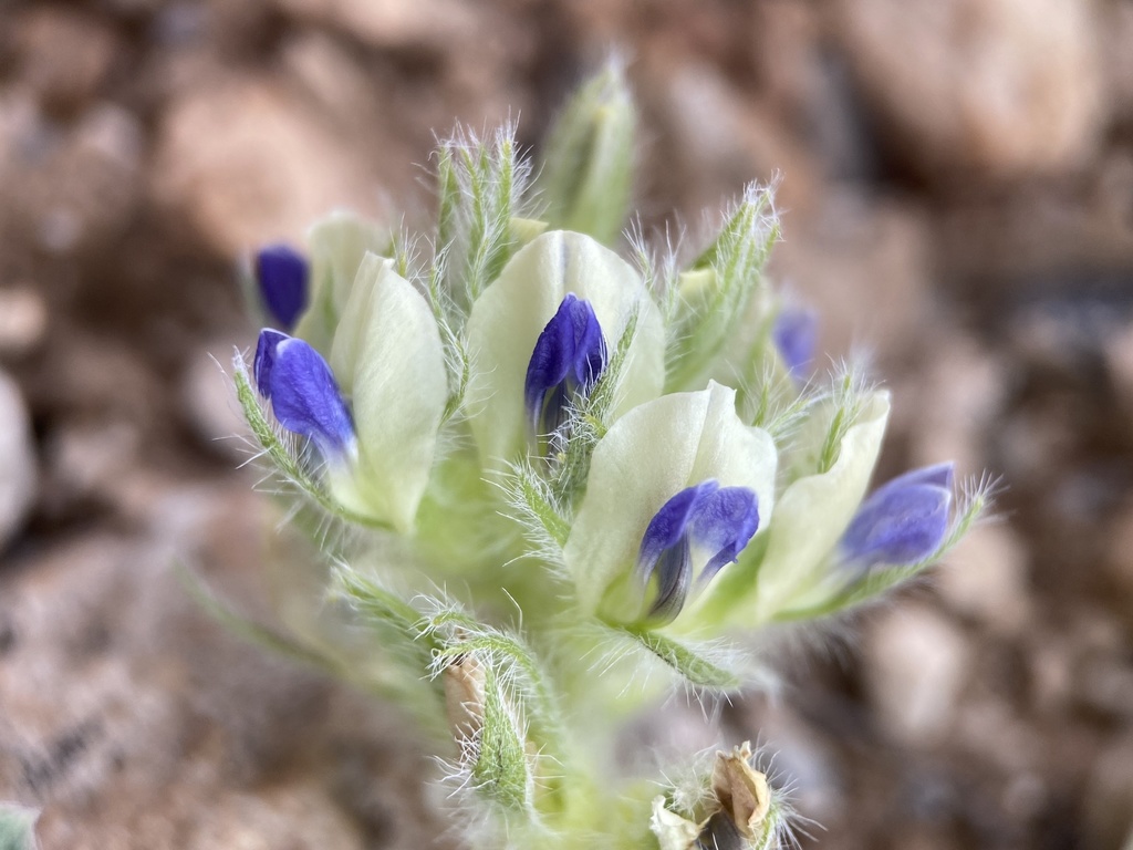 Pediomelum castoreum (Beaver dam breadroot), native California herb