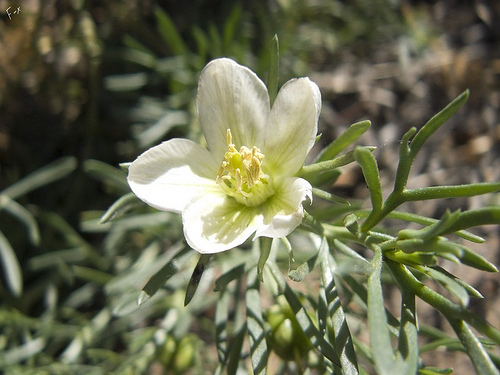 Peganum harmala (African rue), non-native California herb