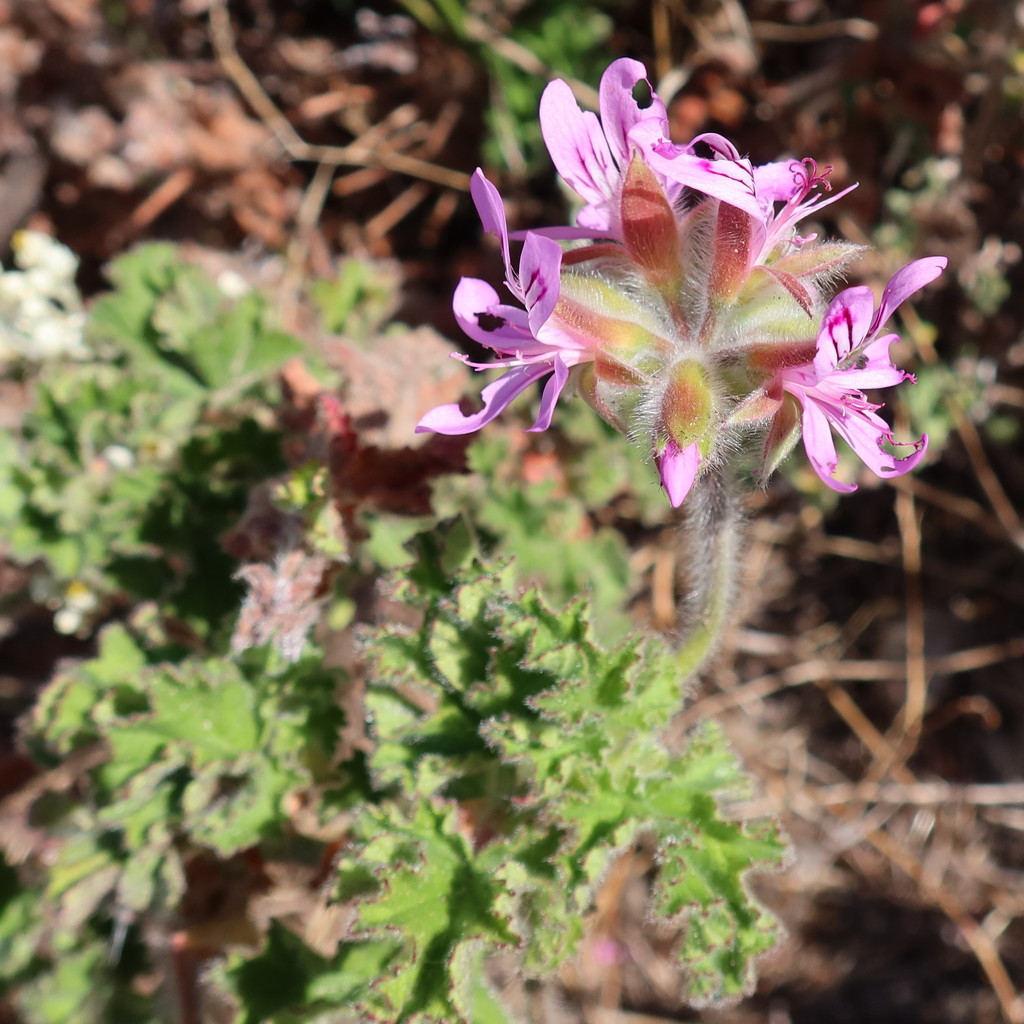 Pelargonium capitatum (Rose scented geranium), non-native California subshrub