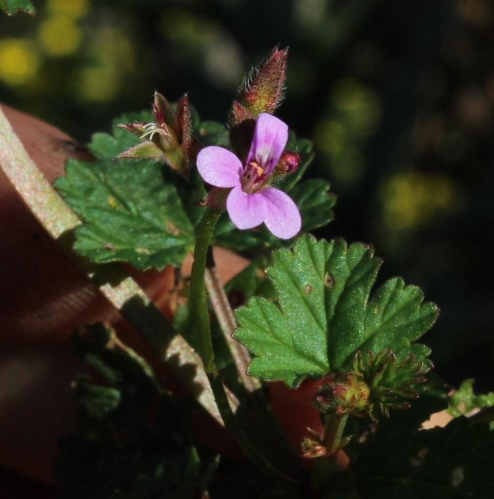 Pelargonium grossularioides (Gooseberry geranium), non-native California subshrub