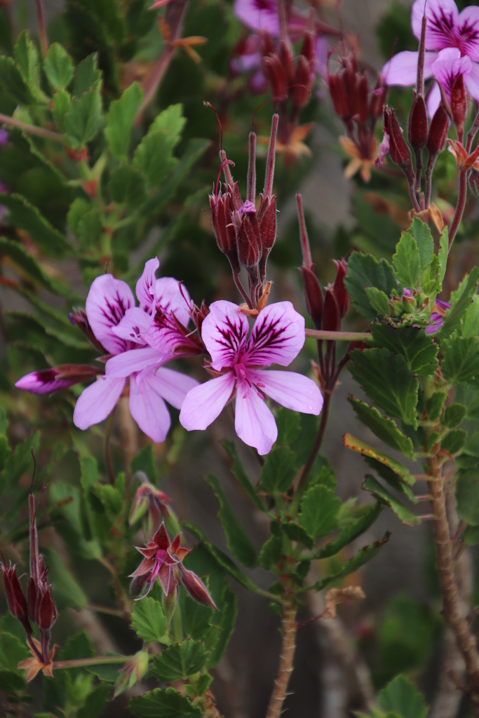 Pelargonium ×hortorum (Fish geranium), non-native California shrub