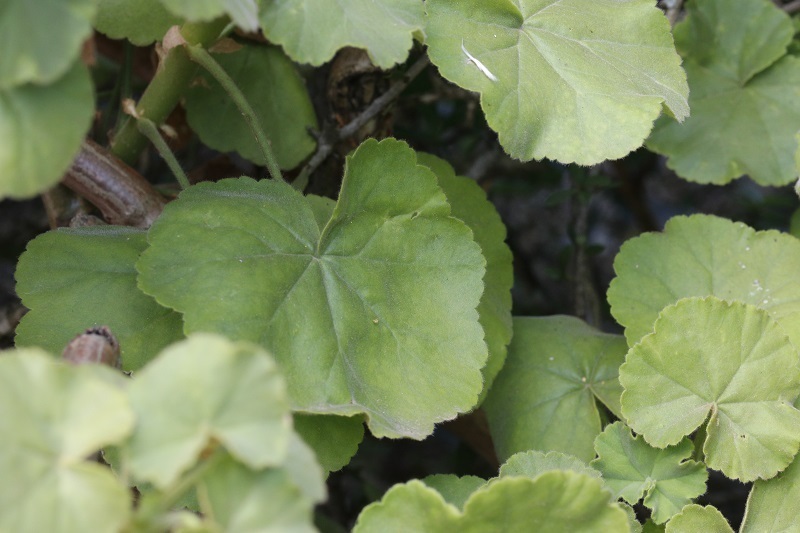Pelargonium inquinans (Scarlet geranium), non-native California subshrub