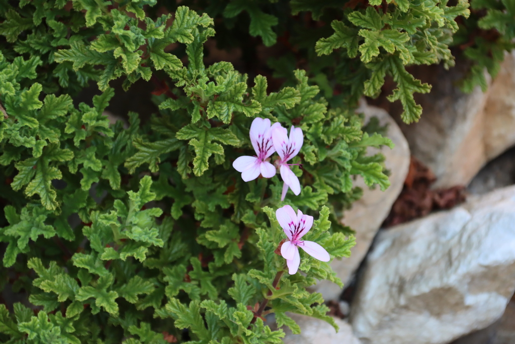 Pelargonium panduriforme (Oak-leaved geranium), non-native California shrub