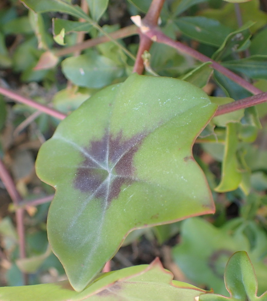 Pelargonium peltatum (Ivy geranium), non-native California subshrub