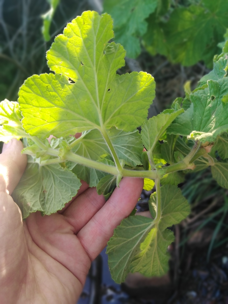 Pelargonium vitifolium (Geranium), non-native California shrub