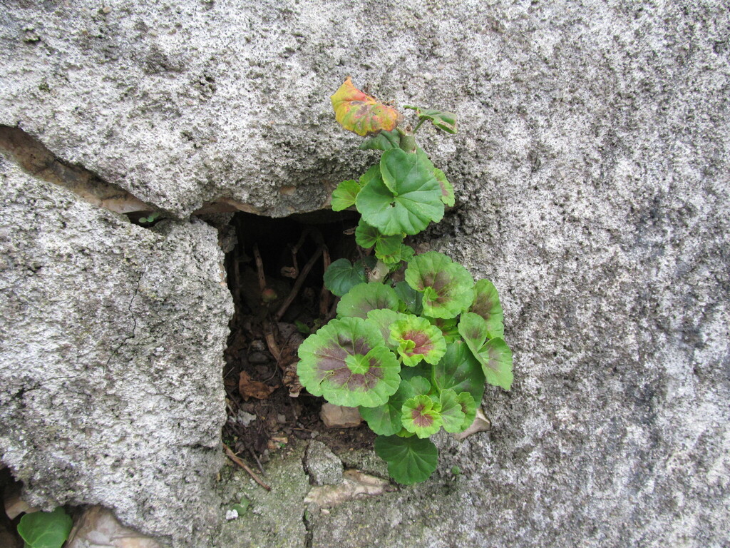 Pelargonium zonale (Horseshoe geranium), non-native California subshrub