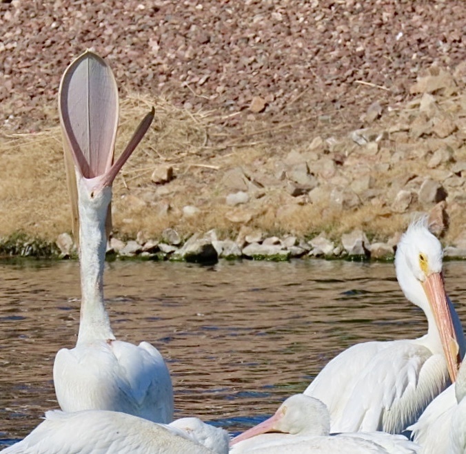 Pelecanus erythrorhynchos (American White Pelican), California species