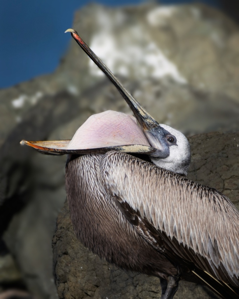 Pelecanus occidentalis californicus (California brown pelican), California species