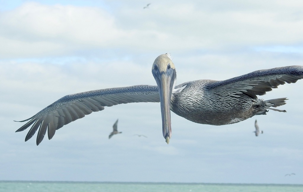 Pelecanus occidentalis (Brown Pelican), California species
